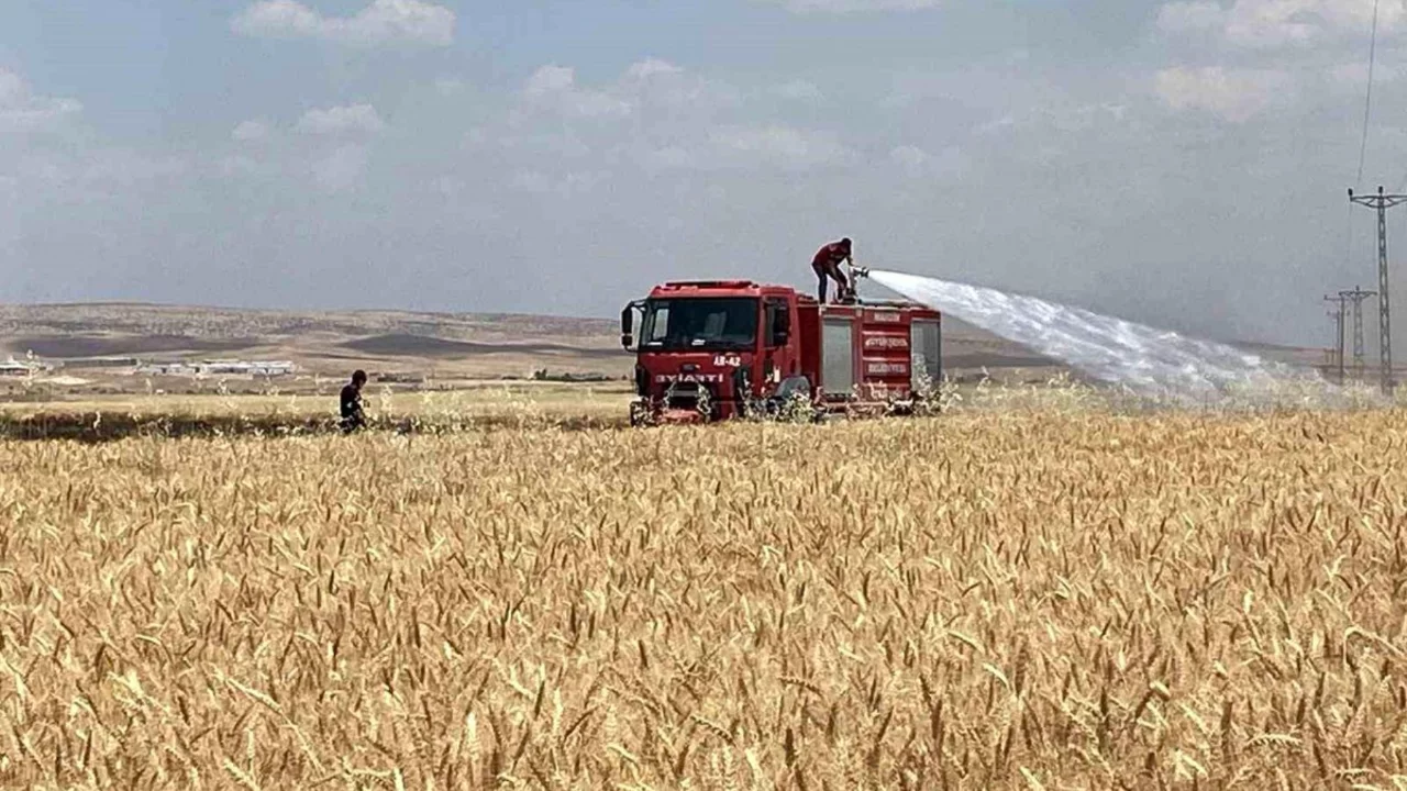 Mardin'de yaklaşık 300 dönüm ekili alan kül oldu