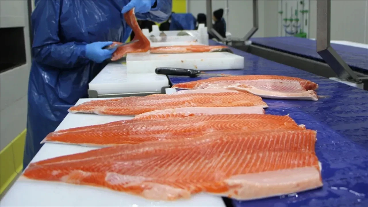 Doğu Karadeniz'den 5 ayda 60 milyon dolara yakın somon ihracatı 