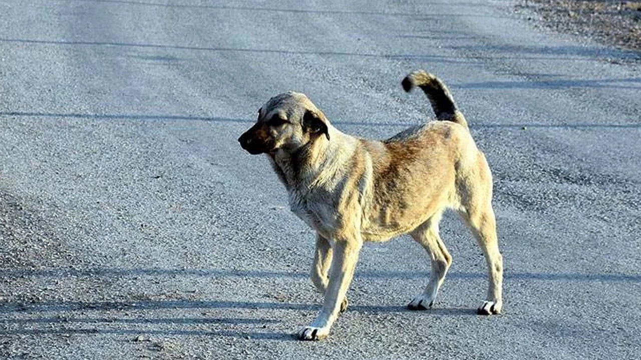 Bursa'da başıboş köpekler için pankartlı uyarı! Uymayanlara cezai işlem uygulanacak