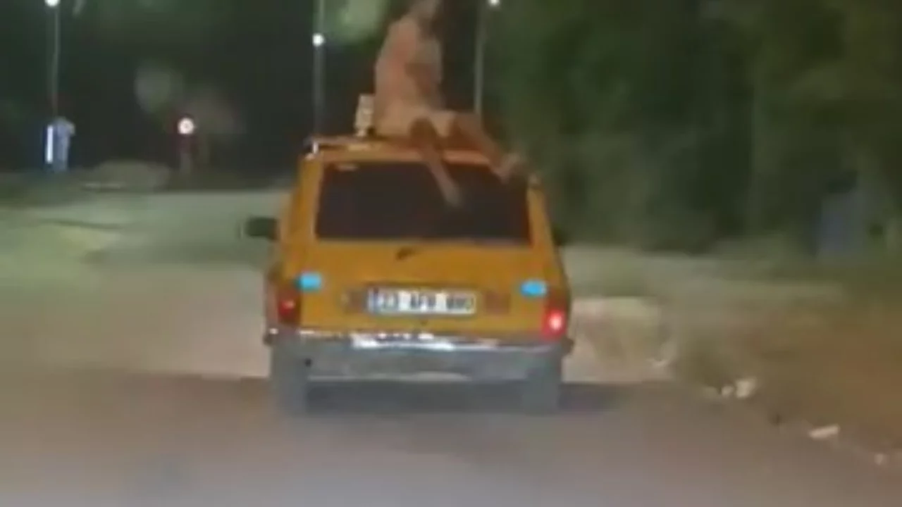 Aracın tavanında tehlikeli yolculuk