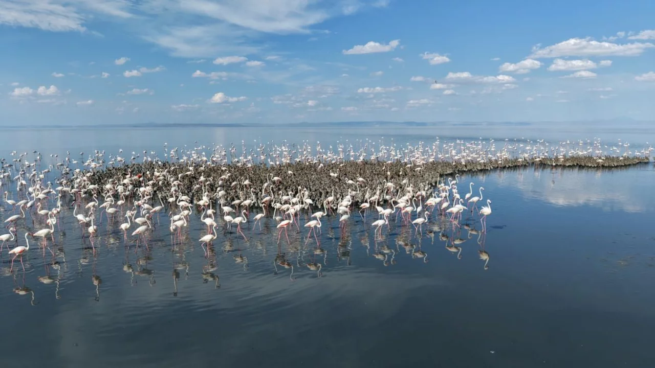 Tuz Gölü'nde 5 bin yavru flamingo kuluçkadan çıktı