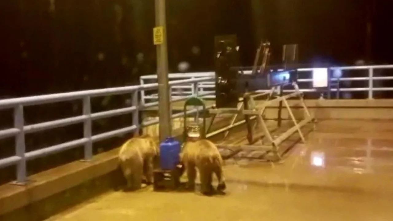 Barajda gece nöbeti tutan güvenlikçi iki ayı yavrusuyla burun buruna geldi