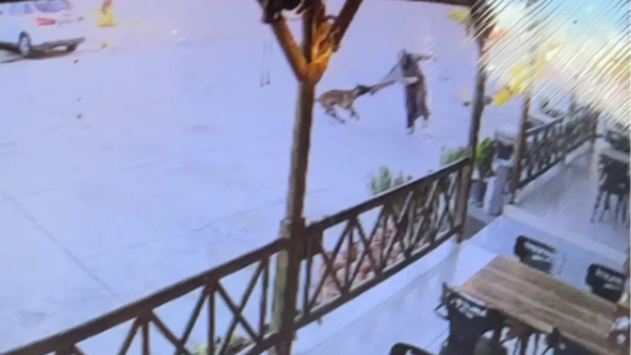 Aniden saldırdı, kimse ayıramadı! Kadının kolunu kopardı