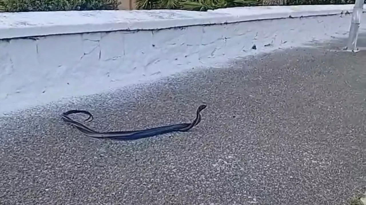 Yılanların çiftleşme dansı kamerada