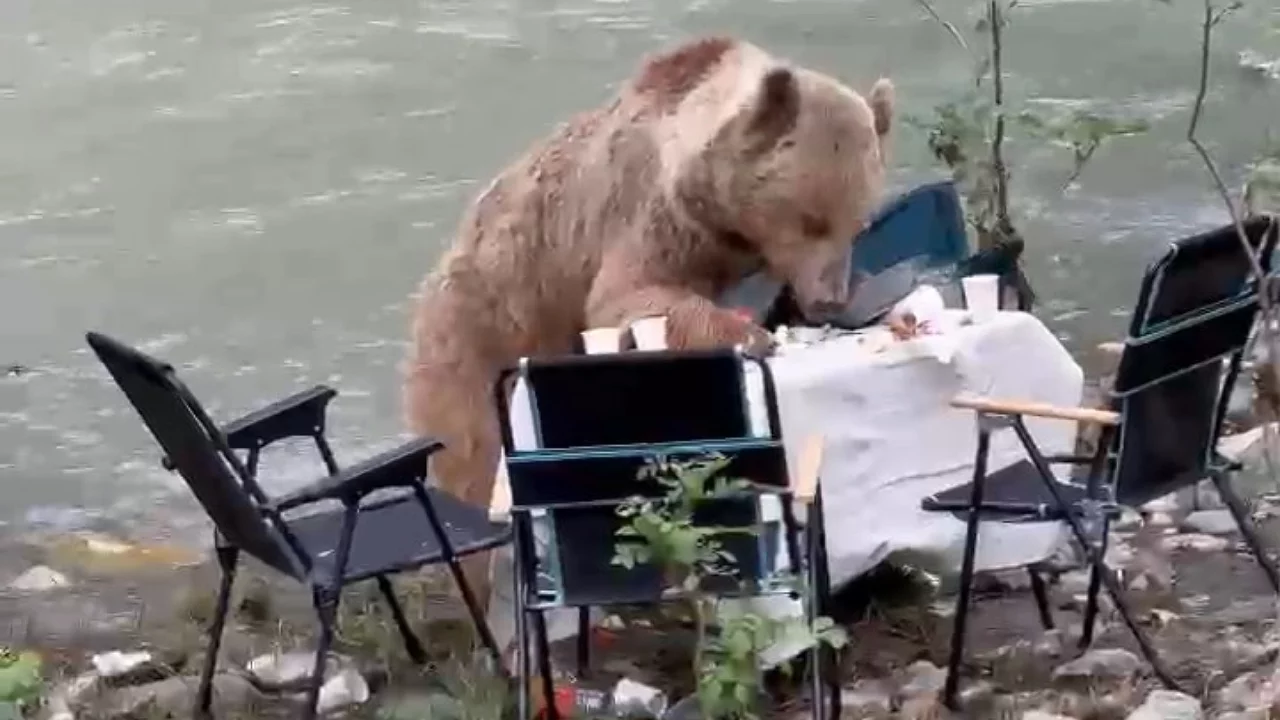 Piknik masasına gelen ayı yiyecekleri yiyip g&ouml;zden kayboldu
