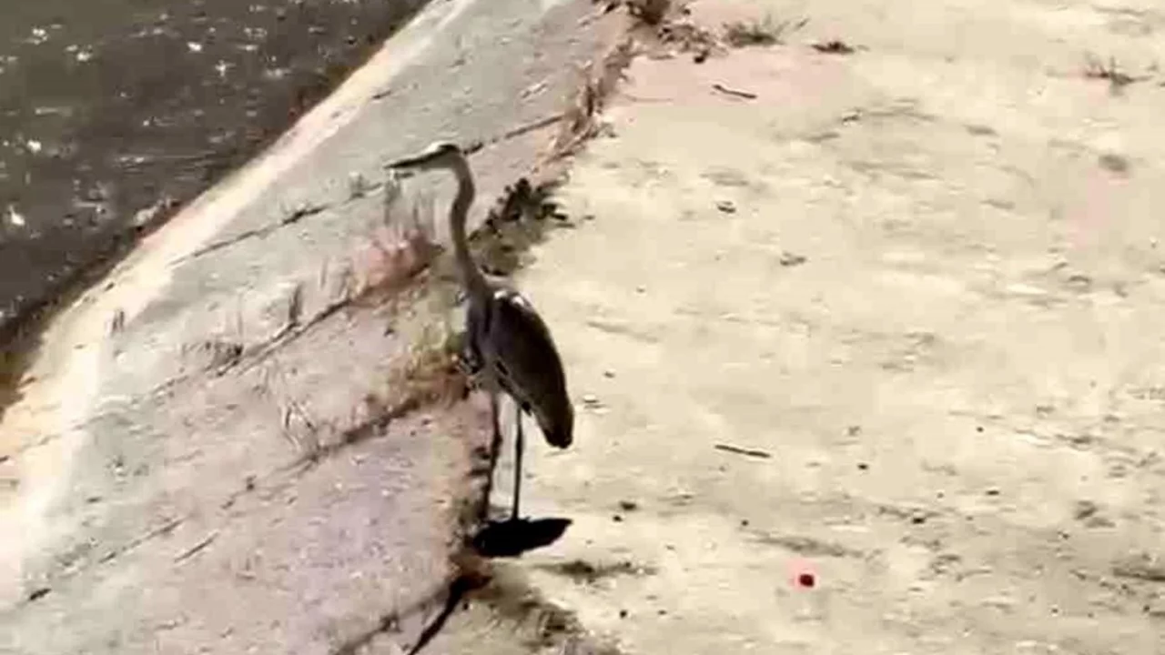 Gri balık&ccedil;ıl ile martı aynı karede av bekledi