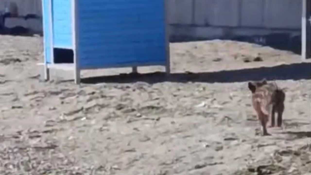 Mudanya sahilinde akılalmaz g&ouml;r&uuml;nt&uuml;ler: Dalga sesleri arasında herkesi şoke eden misafir