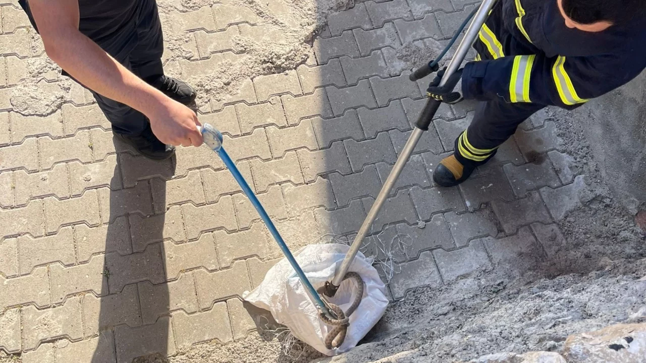 Siirt'te 1 buçuk metrelik yılan evin bahçesinden çıktı