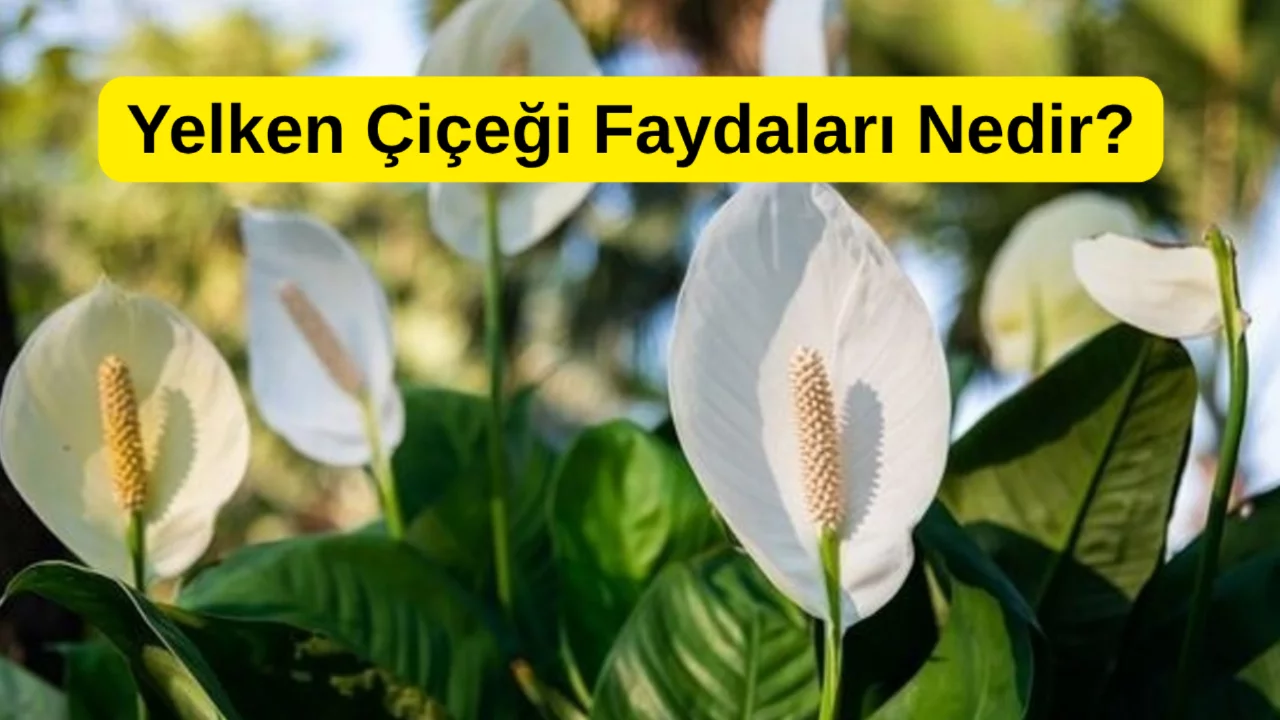 Yelken Çiçeği Nedir? Faydaları Nelerdir? Evlerde Neden Bu Kadar Tercih Ediliyor?
