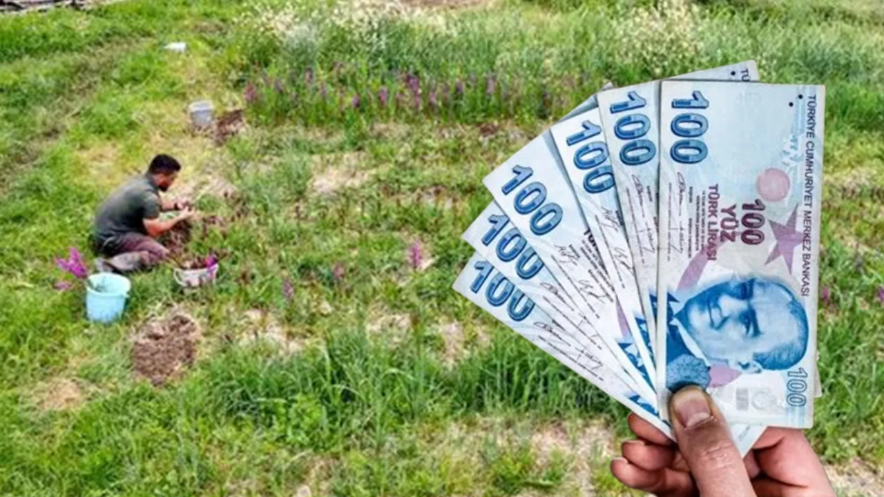 Toplaması yasak: Kilosu binlerce lira! Tarlada yetiştiren zengin oluyor...