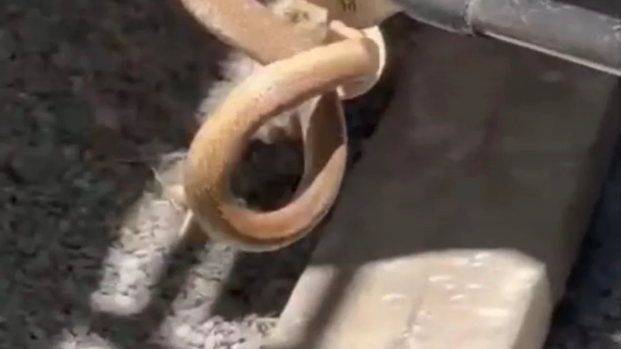 Eve giren yılan paniğe neden oldu