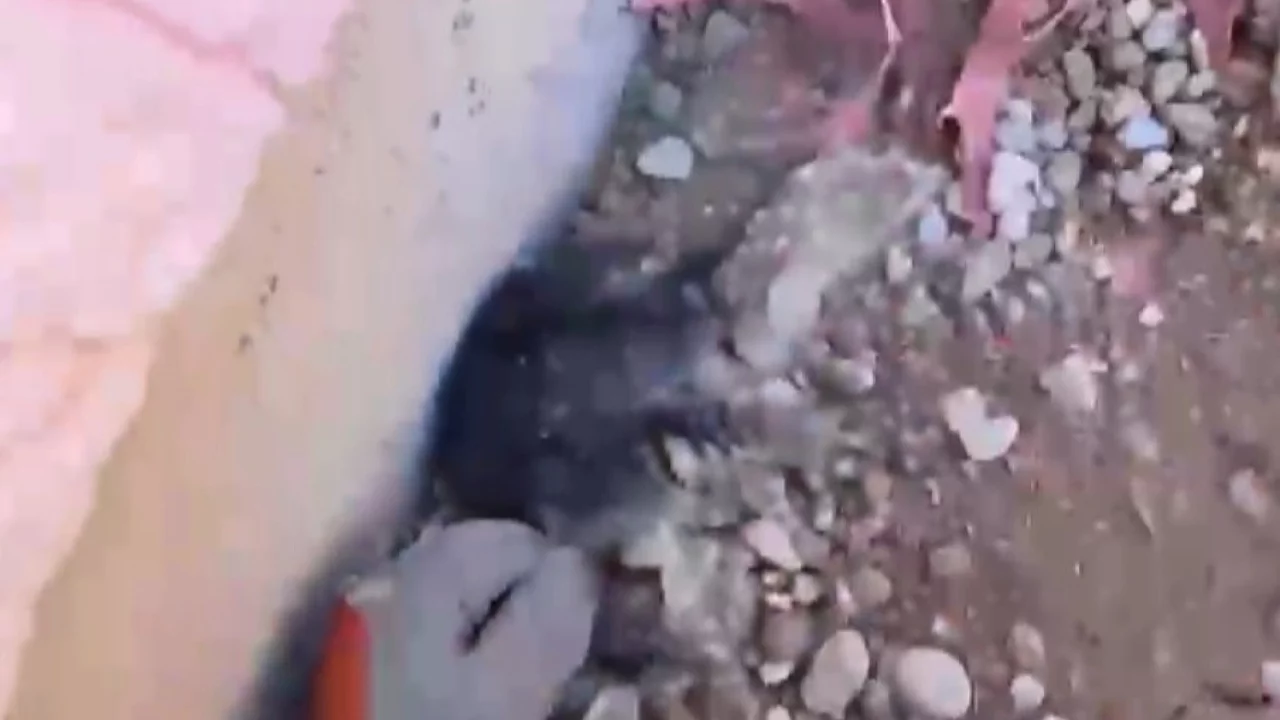 Molozların altından gelen minik kedi hayata tutundu