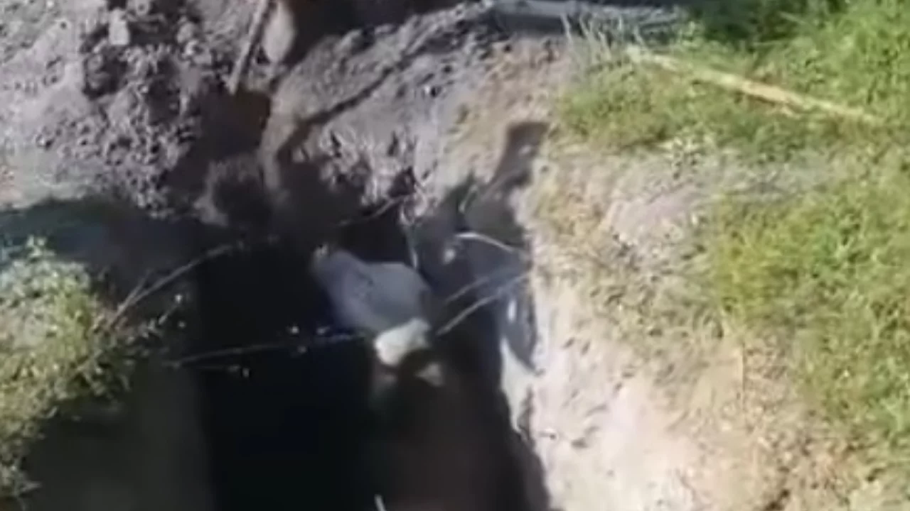 Bursa'da definecilerin kazdığı &ccedil;ukura inek d&uuml;şt&uuml;!