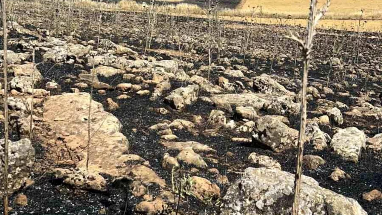 Yüzlerce dönüm ekili alan kül oldu