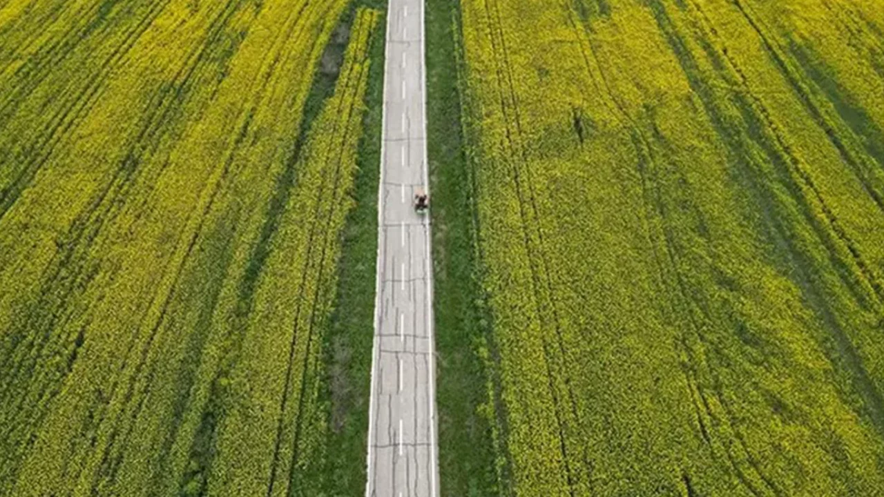 Trakya'da arpa hasadı mesaisi sürüyor 