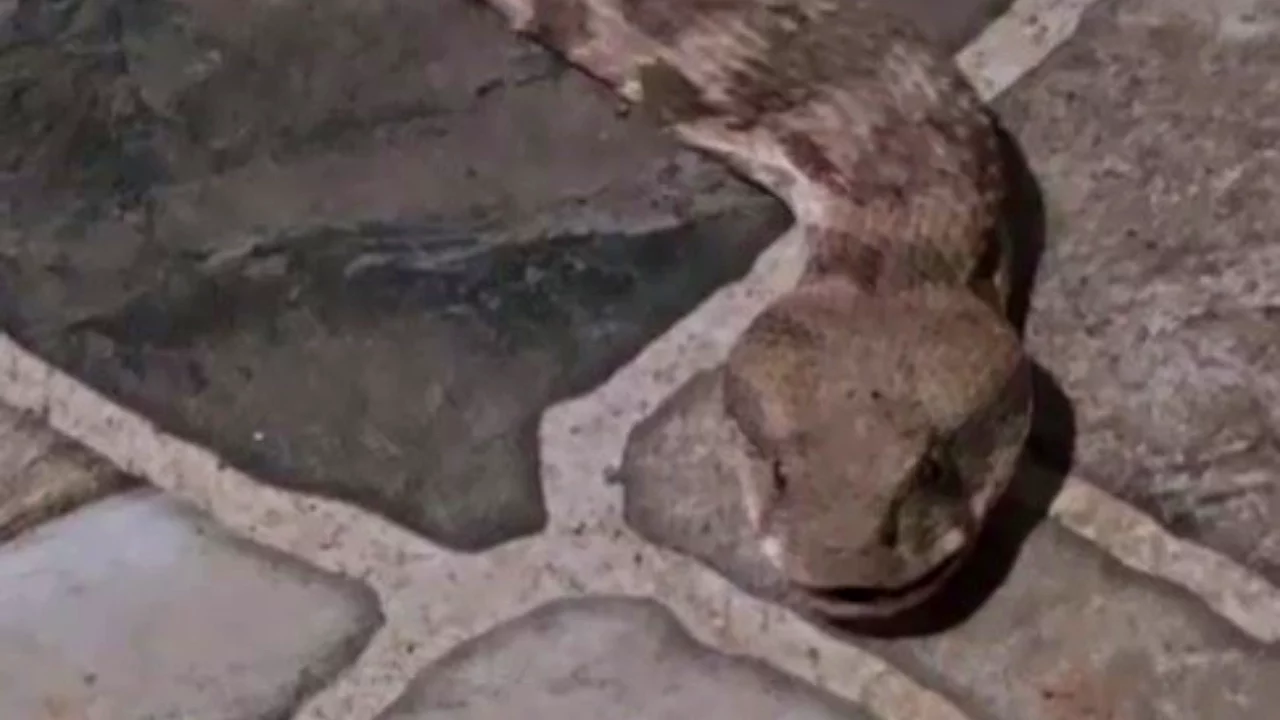 Balkona çıkan vatandaş şoke oldu! Tam 2 metre