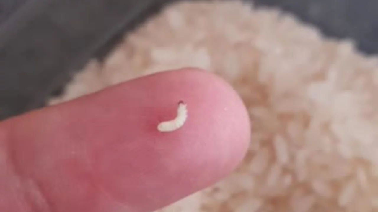 Pirinç Neden Kurtlanır? Mutfağınızda Sessizce Başlayan Tehlike ve Korunma Yöntemleri