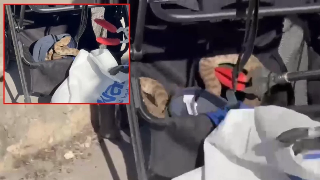 Ağa&ccedil; g&ouml;lgesine bırakmışlardı! Bebek arabasında karşılaştıkları manzara t&uuml;yler &uuml;rpertti