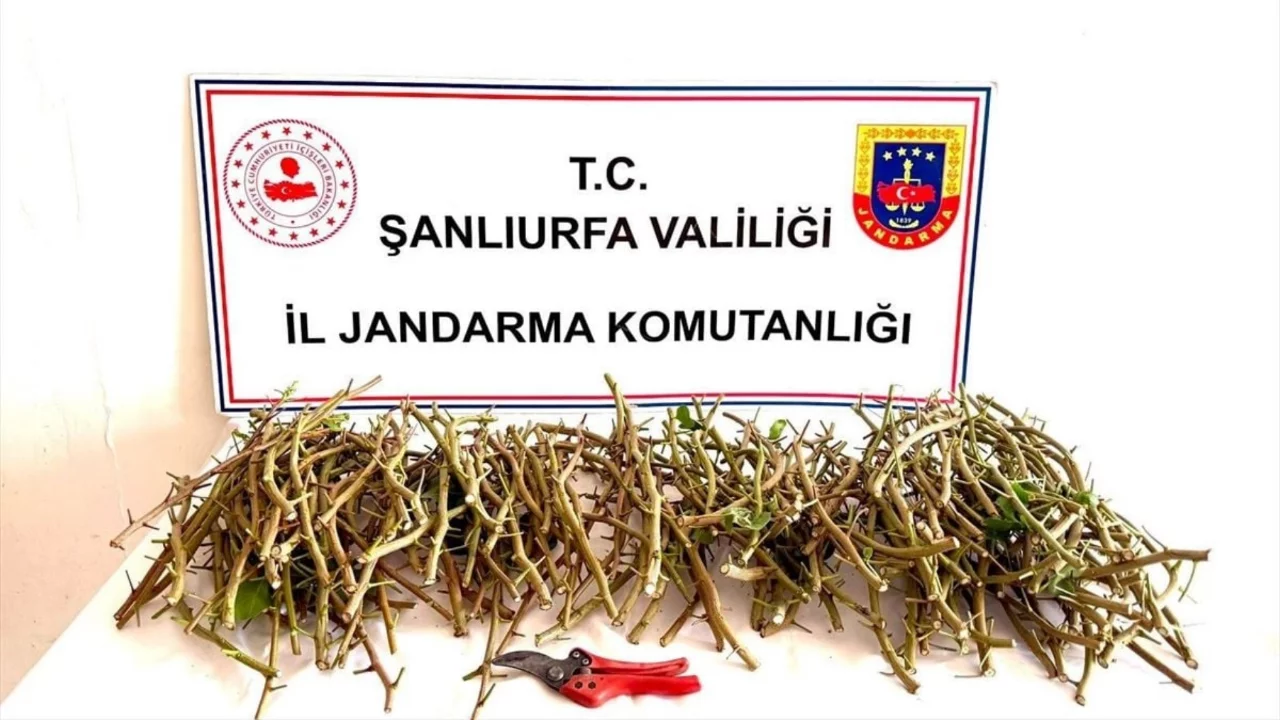 Ceylanpınar Tarım İşletmesine ait bah&ccedil;edeki fıstık aşılarını &ccedil;almaya &ccedil;alışan 3 kişi yakalandı