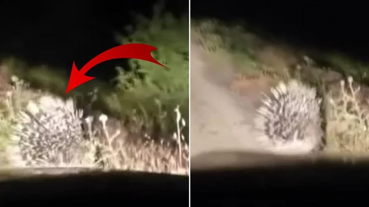 Bir ilimiz diken &uuml;st&uuml;nde! En tehlikeli hayvanlar arasında yer alıyor
