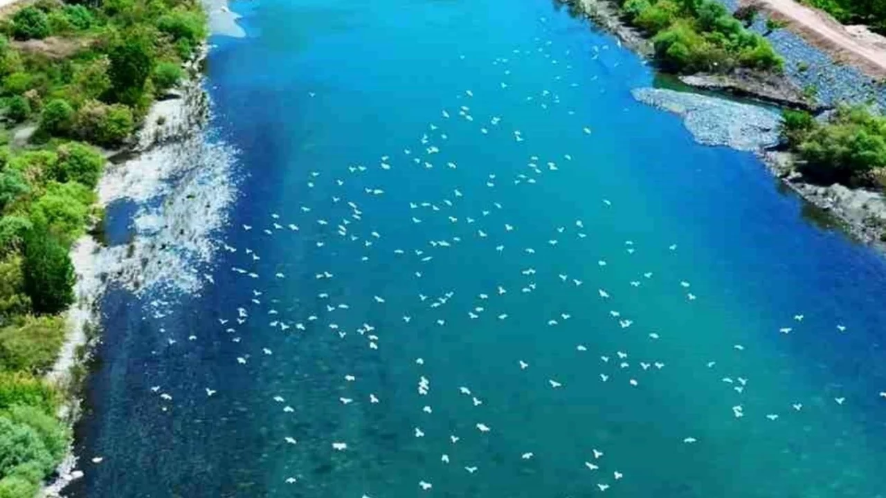 Martılar, Murat Nehri'nde g&ouml;rsel ş&ouml;len oluşturdu