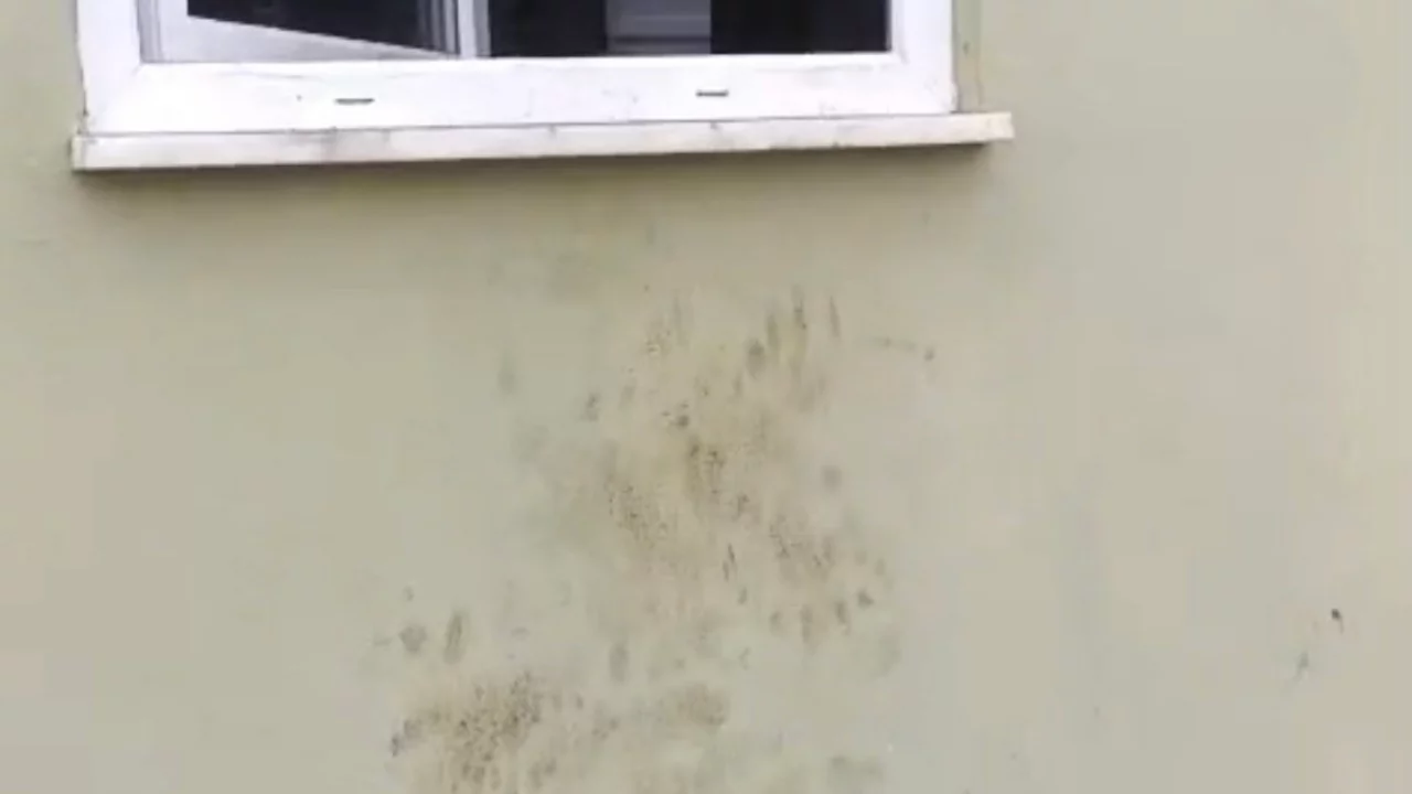 Bir g&uuml;nde 20 eve girdi, k&ouml;yl&uuml;y&uuml; canından bezdirdi! Yaylada ayı paniği...
