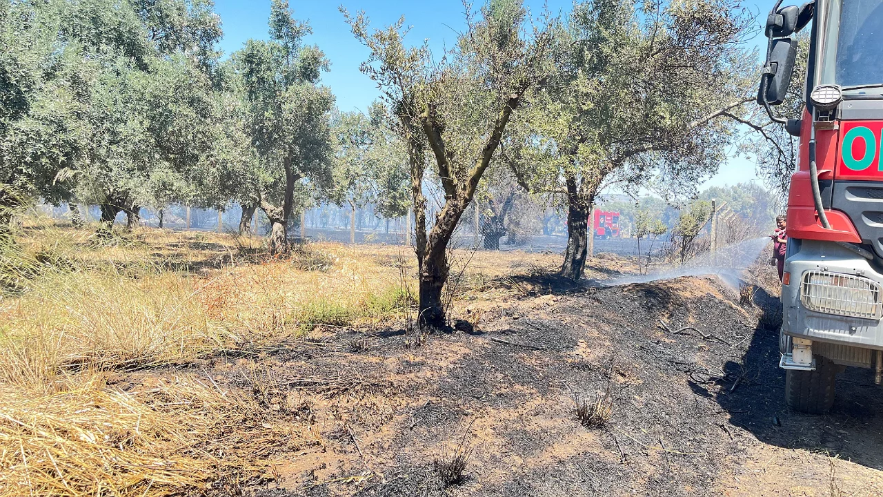 Rüzgar yangını büyüttü! Seralar ve zeytinlikler zarar gördü