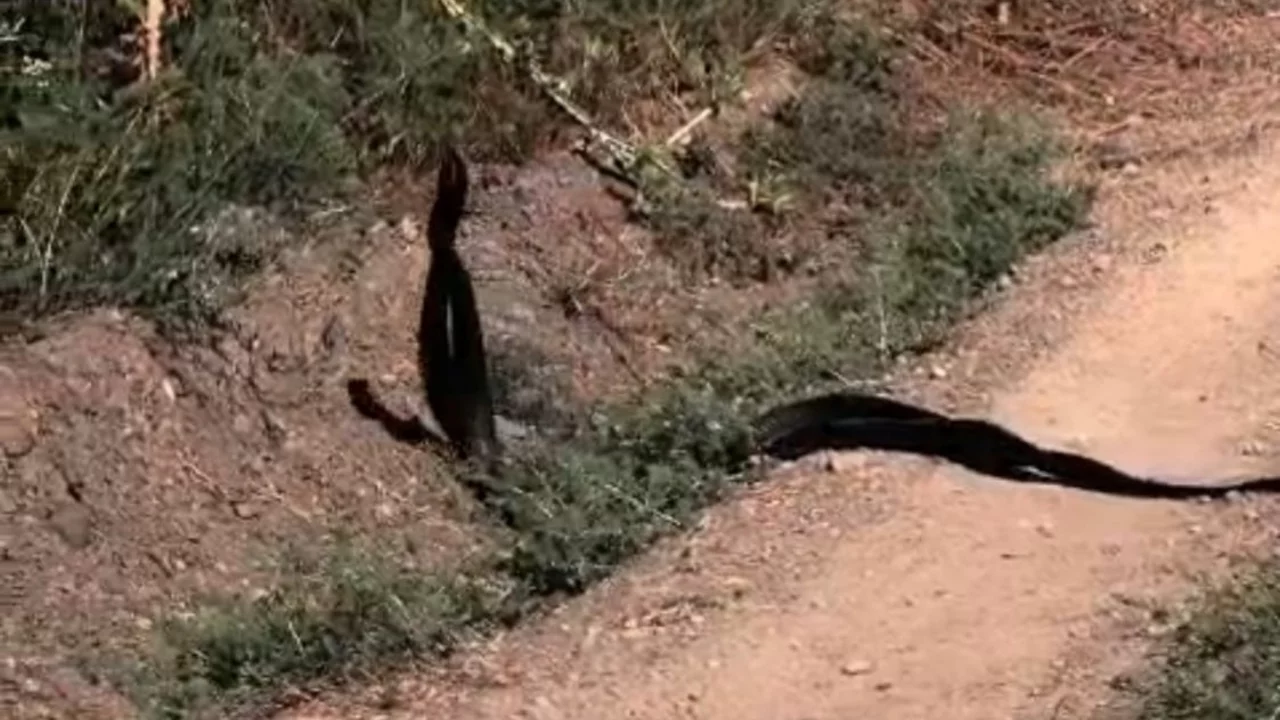 Yol kenarında g&ouml;r&uuml;len yılanların dansı kameraya yansıdı