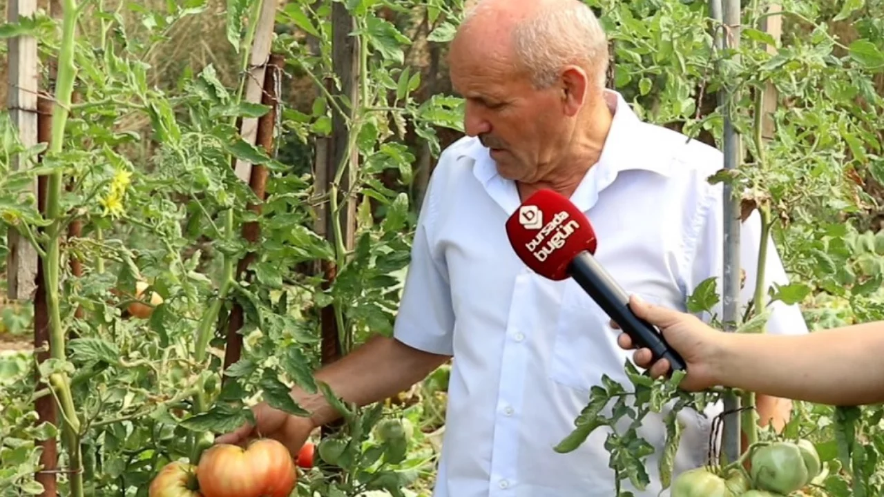 Bursa'da dededen kalma ata tohumlarıyla domates üretiyor!