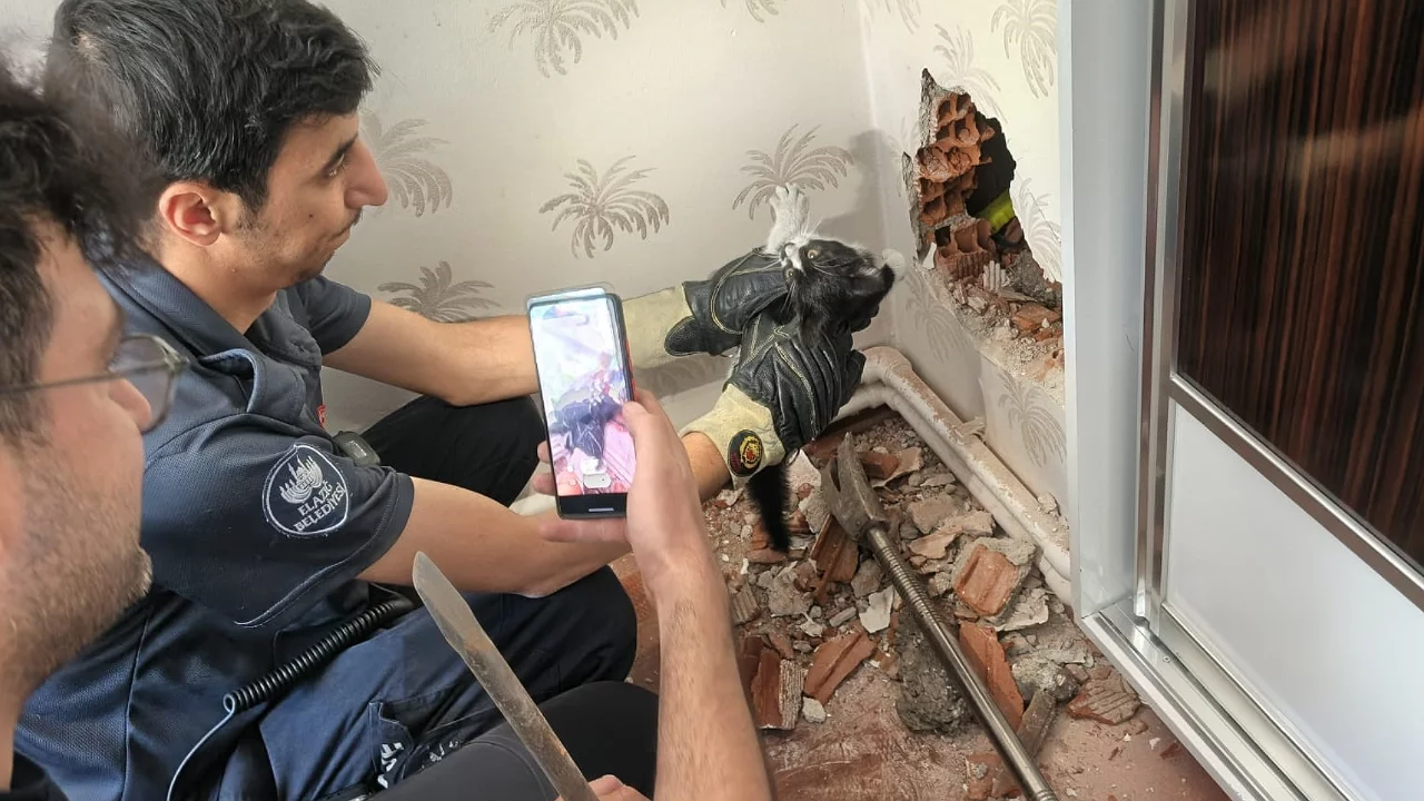 Baca boşluğuna düşen yavru kedi günler sonra hayata döndü