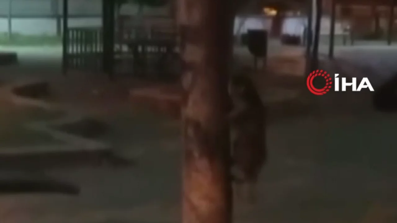 Roller değişti! Bu sefer ka&ccedil;an fare değil kedi oldu...