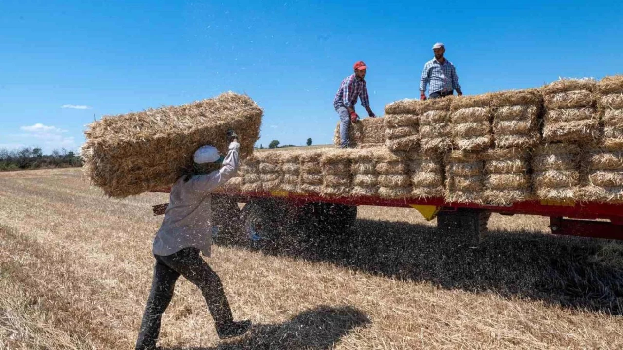 Kırklareli'nde saman balyası mesaisi: G&uuml;nde 500 balya taşıyorlar