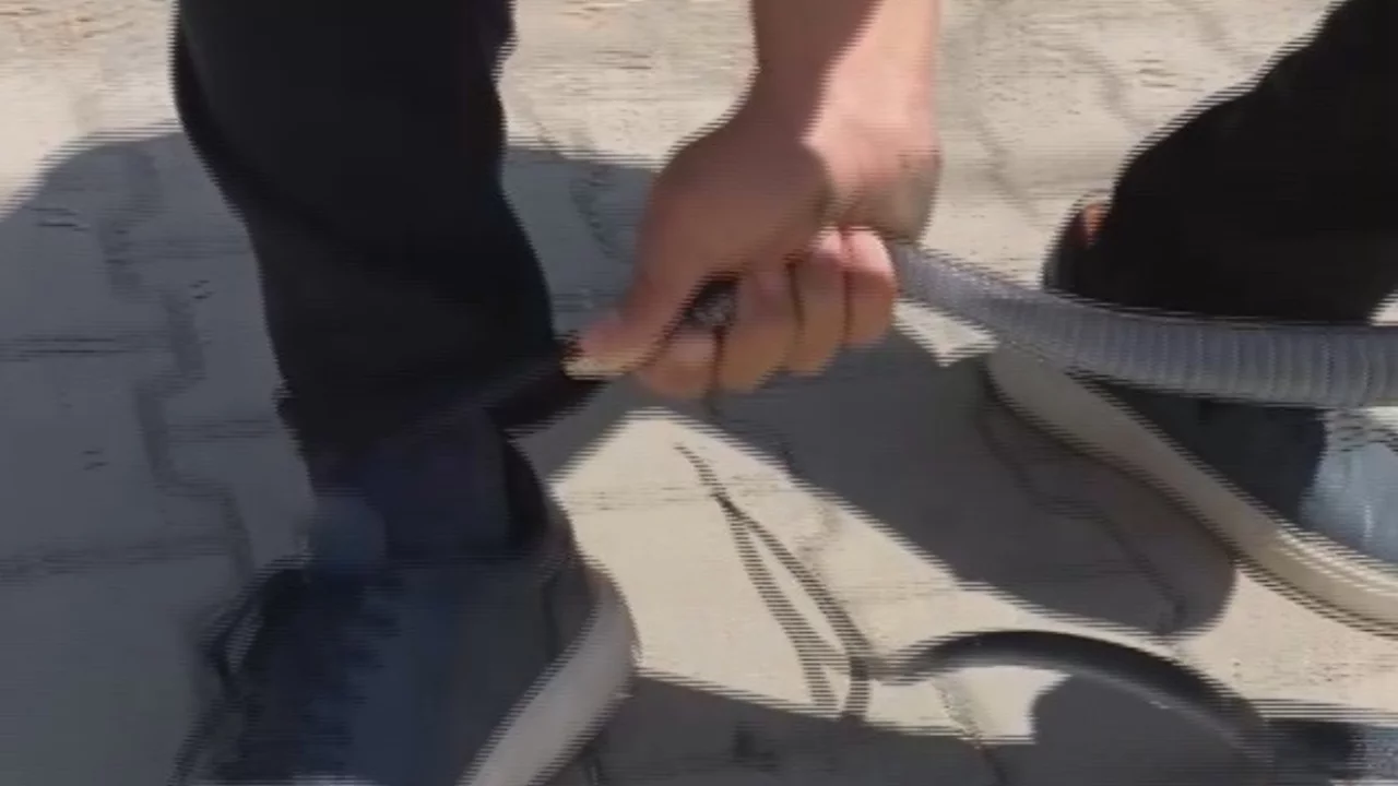 Yılanı yakaladı ama hesaba katmadığı şey başına geldi!