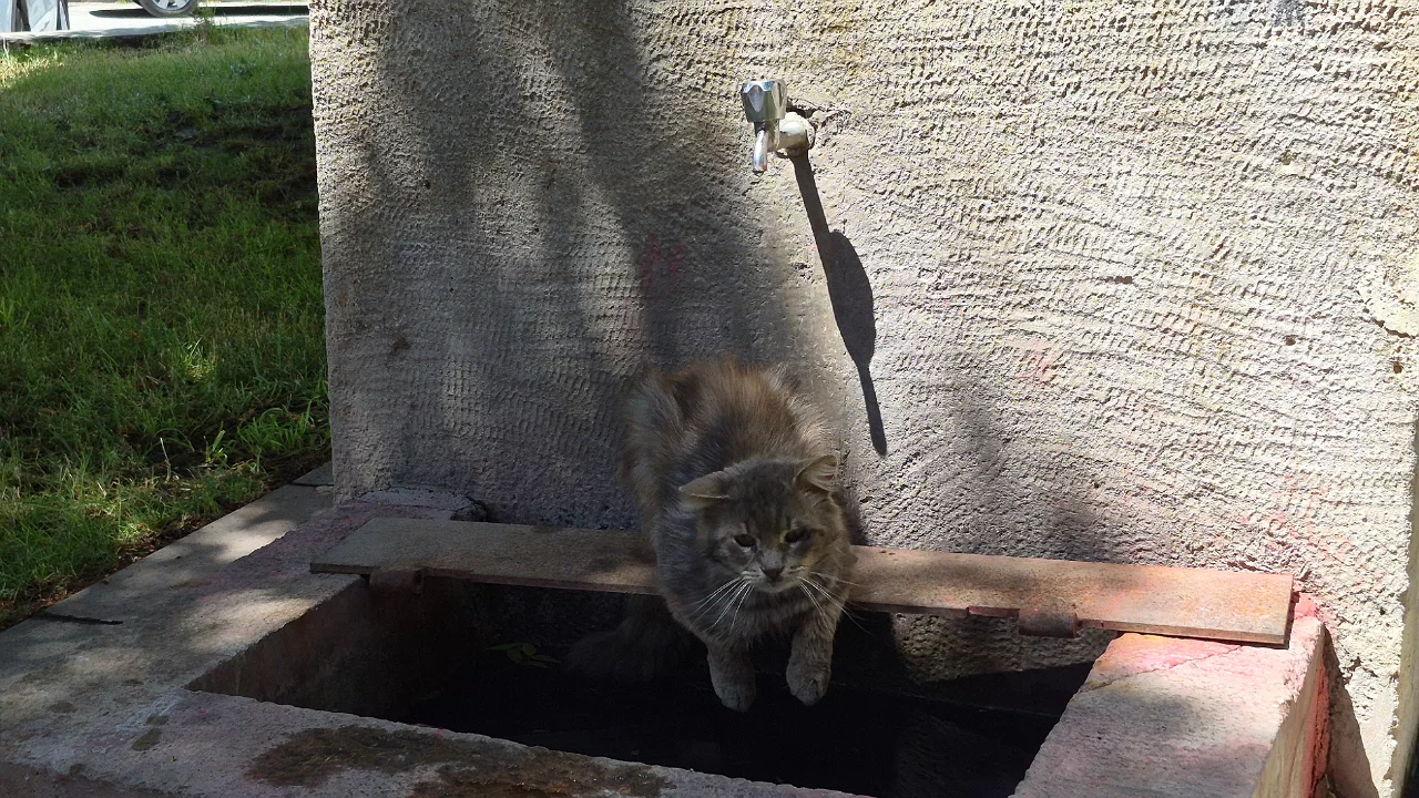 Sokak kedisi tarihi çeşmede serinlemeye çalıştı