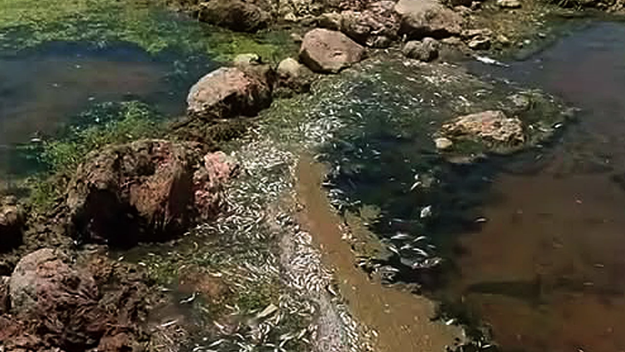 Toplu balık &ouml;l&uuml;mleri yeniden ortaya &ccedil;ıktı