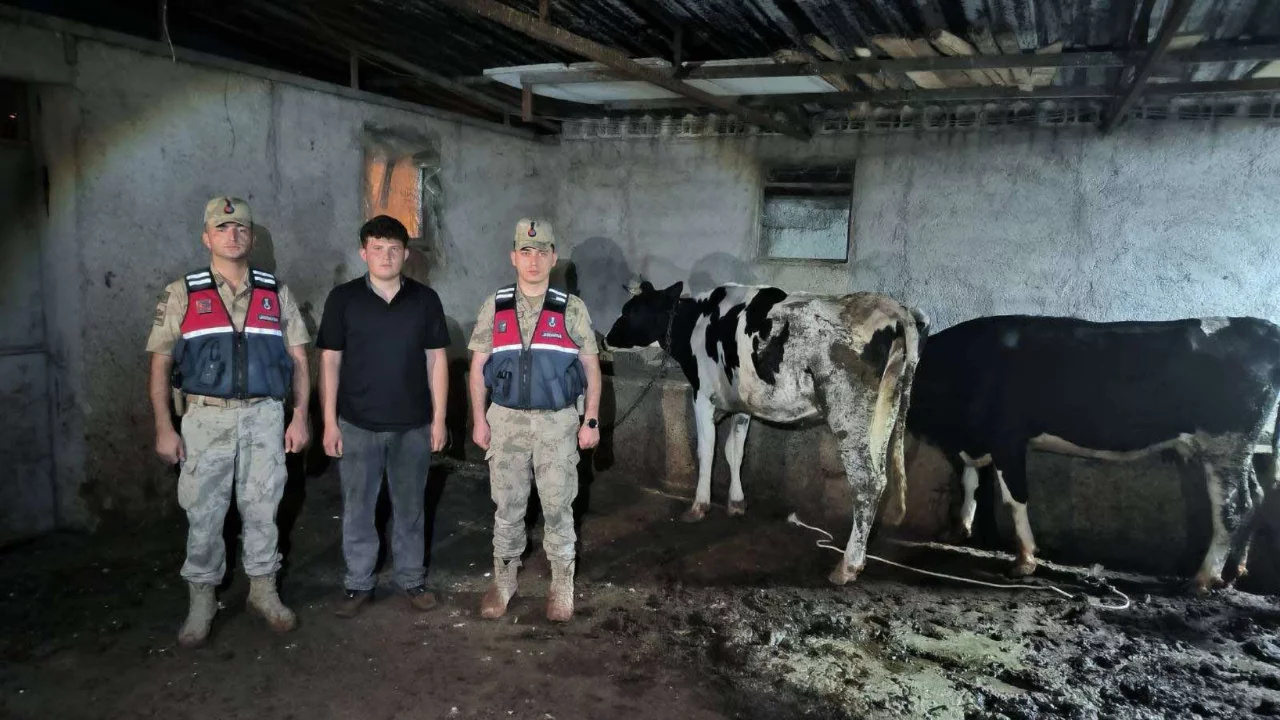 Kayıp büyükbaş hayvanlar jandarma ekiplerince bulundu