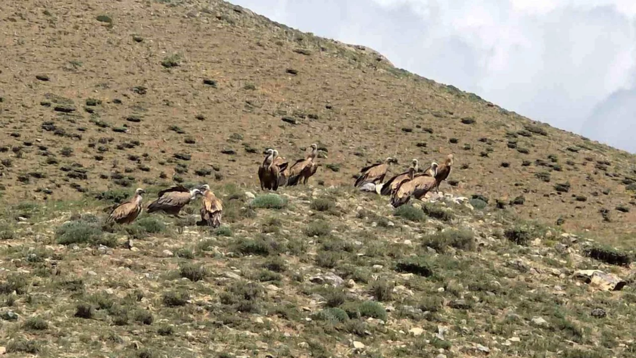 Van'da s&uuml;r&uuml; halinde g&ouml;r&uuml;len kızıl akbabalar g&ouml;r&uuml;ld&uuml;