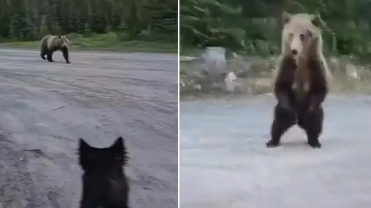 Dünya bu cesareti konuşuyor! Boz ayı ile burun buruna gelen kadını, akıllıca hamlesi hayatta tuttu