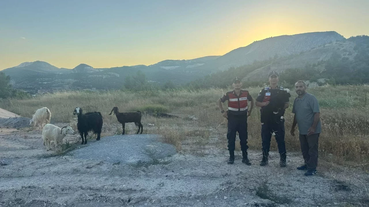 9 küçükbaş hayvan jandarma operasyonuyla bulundu