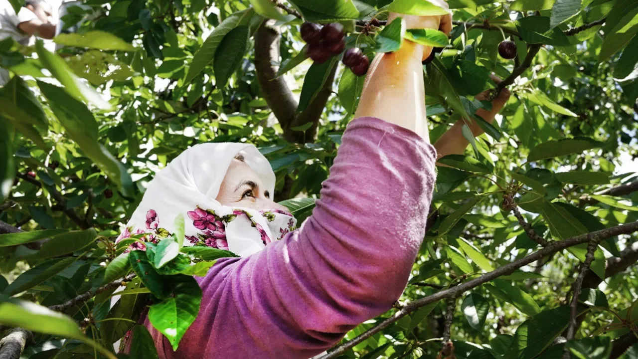 Ge&ccedil;en yıl elleri boş kalmıştı! Hasat bereketli başladı: Tarlada kilosu 70, markette 200 lira!