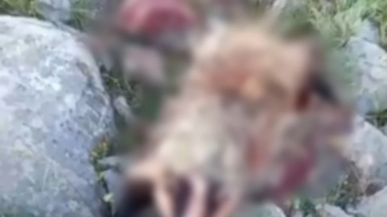 K&ouml;pek saldırısına uğrayan porsuk telef oldu