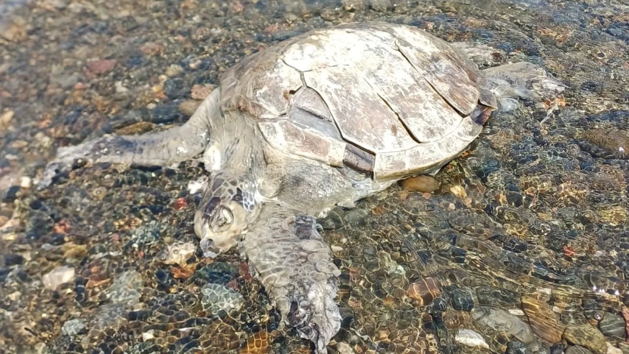 Sahilde üzücü görüntü! Caretta Caretta ölü bulundu