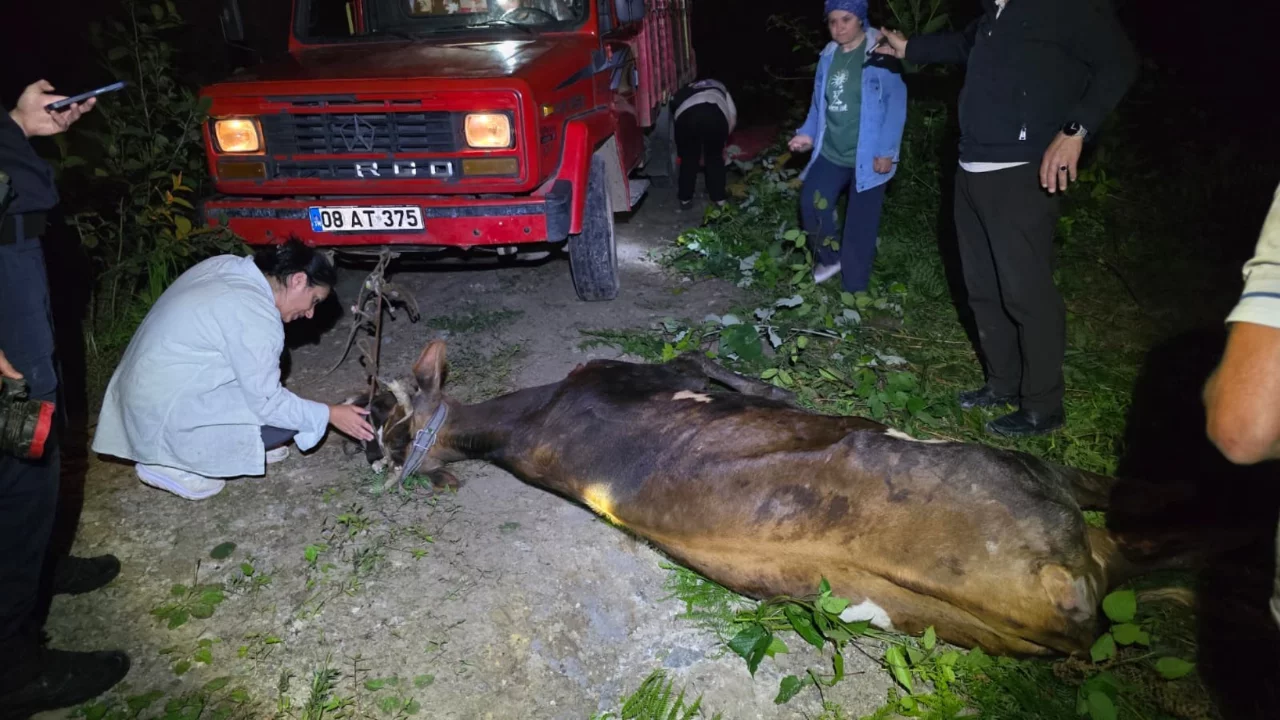  Artvin'de uçuruma yuvarlanan ineği kurtarmak için büyük uğraş