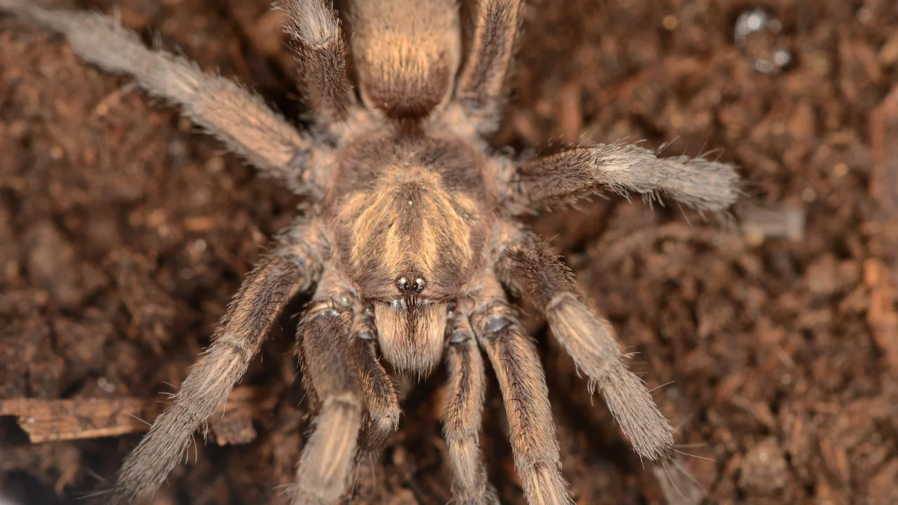 T&uuml;rkiye'de ilk kez yeni bir tarantula cinsi kaydedildi