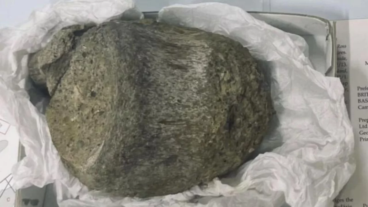 40 yıl sonra ortaya çıktı! Antarktika'nın ilk dinozoru belirlendi