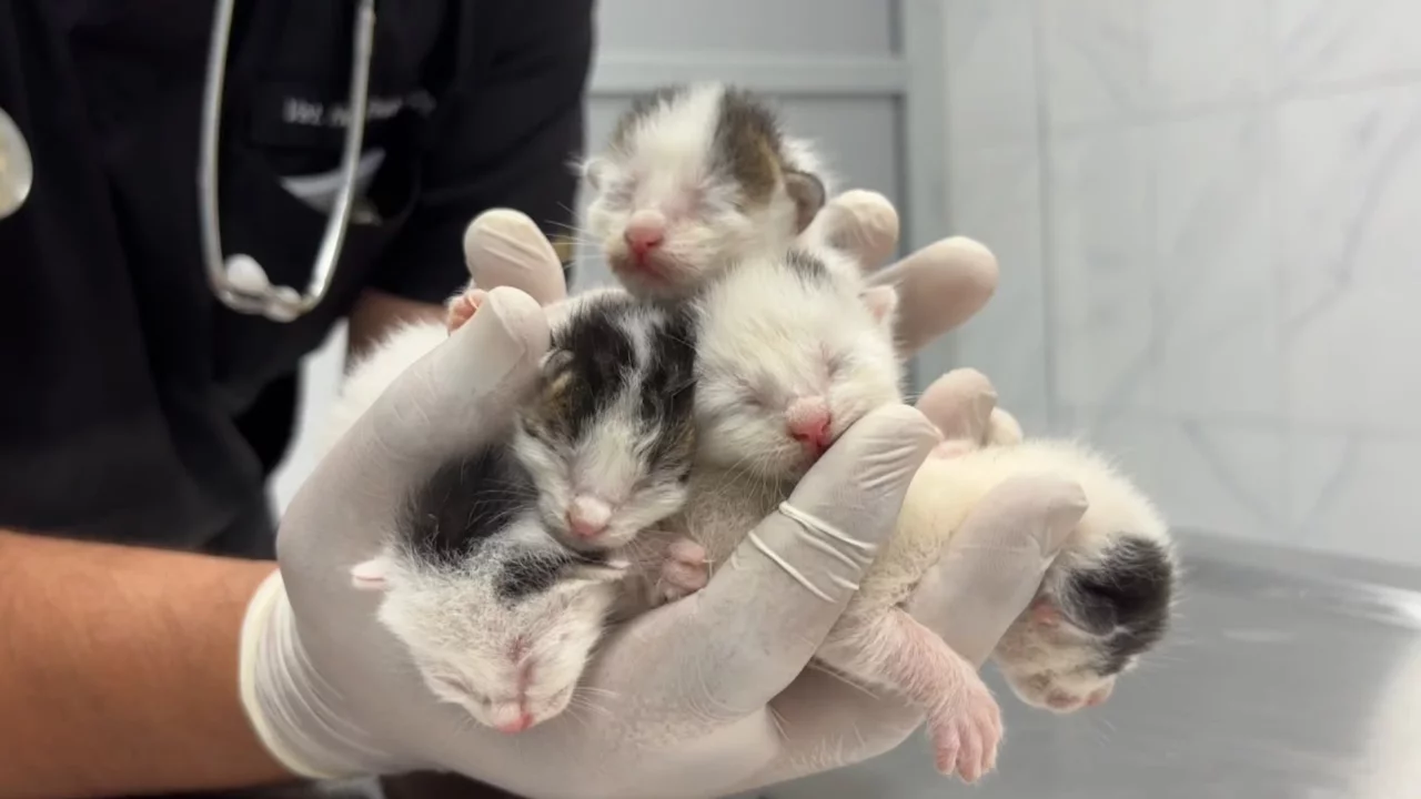 Temizlik işçileri fark etti! Çöpteki poşetin içinden kedi yavruları çıktı...