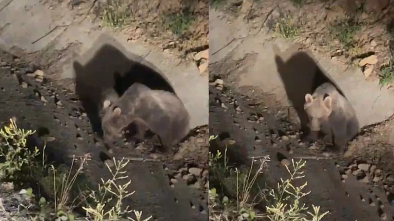Kastamonu'da otomobilin çarptığı ayı ormanlık alana kaçarak gözden kayboldu 