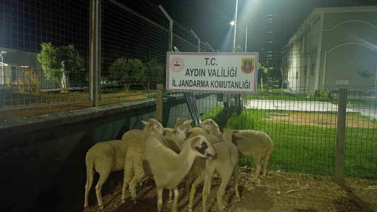 15 koyun evin bahçesinden çalındı