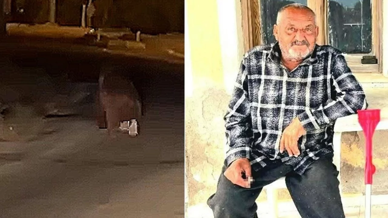 İzmir'de ayı dehşeti! Balkonda uyurken canını aldı