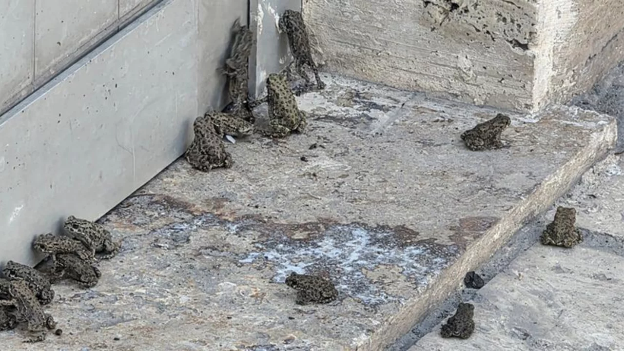 Sağanak sonrası &ccedil;ıktılar: "İlk kez g&ouml;r&uuml;yorum"